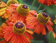 Helenium 4