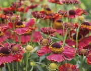 Helenium 6