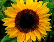 Helianthus Annuus 1