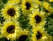 Helianthus Annuus 2