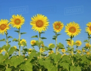 Helianthus Annuus 4