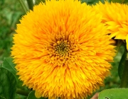 Helianthus Annuus 6