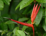 Heliconia Acuminata 1