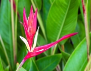 H-180-1 Heliconia acuminata