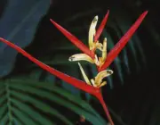 Heliconia Acuminata 3