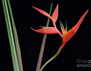 Heliconia Acuminata 4