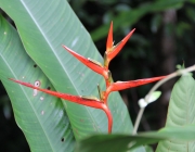 Heliconia Acuminata 5