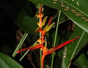 Heliconia Acuminata 6