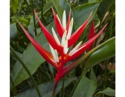 Heliconia Angusta 1