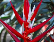 Heliconia Angusta 2