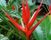 Heliconia Angusta 3