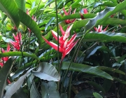 Heliconia Angusta 4