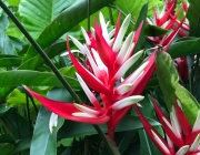 Heliconia Angusta 5