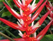 Heliconia Angusta 6