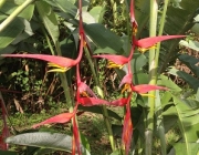 Heliconia Collinsiana 1