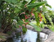 Heliconia Collinsiana 2