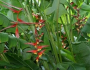 Heliconia Collinsiana 3