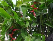 Heliconia Collinsiana 4