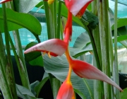 Heliconia Collinsiana 5