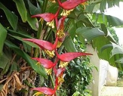 Heliconia Collinsiana 6