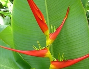 Heliconia Latispatha 1