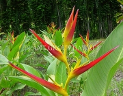 Heliconia Latispatha 2