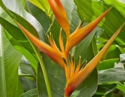 Heliconia Latispatha 3