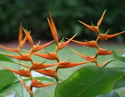 Heliconia Latispatha 4