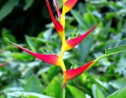 H-185-1 Heliconia latispatha