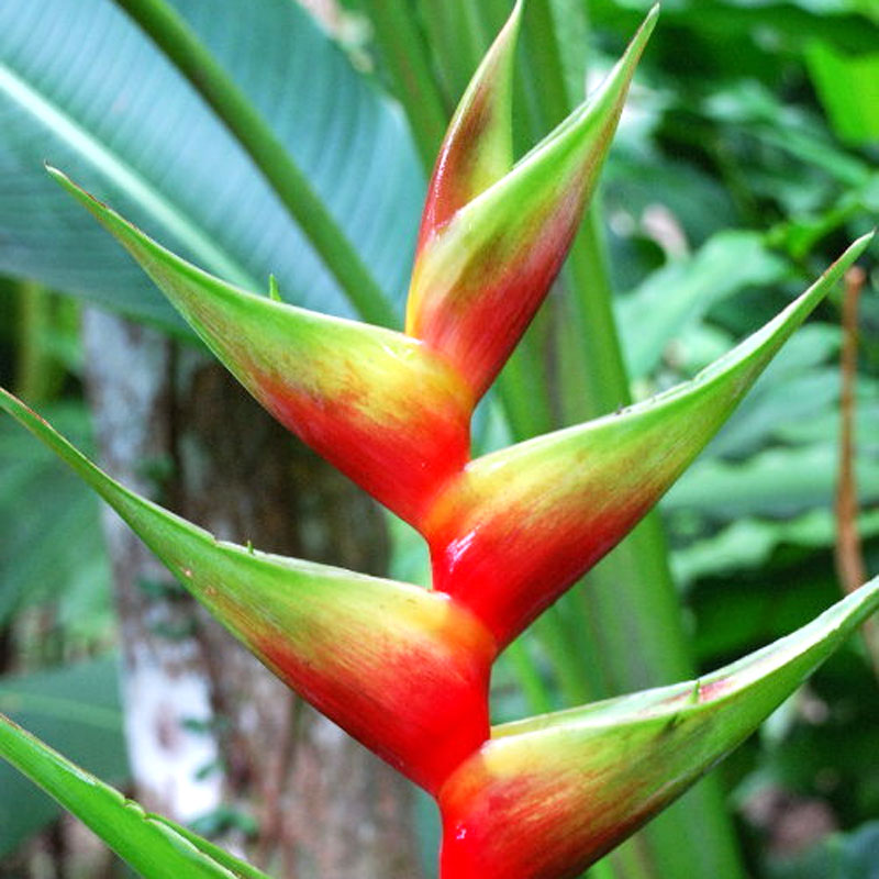Helicônia Obscura Mundo Ecologia