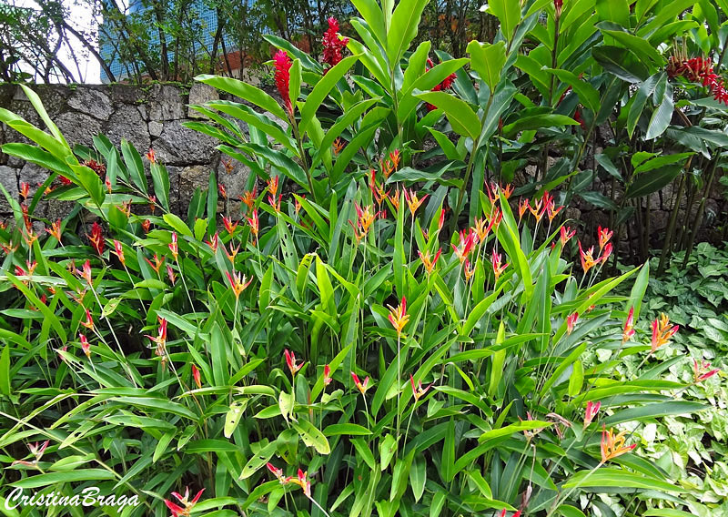 Como Plantar Heliconia Papagaio Mundo Ecologia