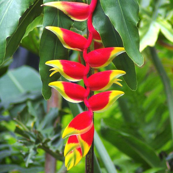80 Graines Fraîches D'Heliconia Rostrata - Pour Culture Extérieure Ou Intérieure