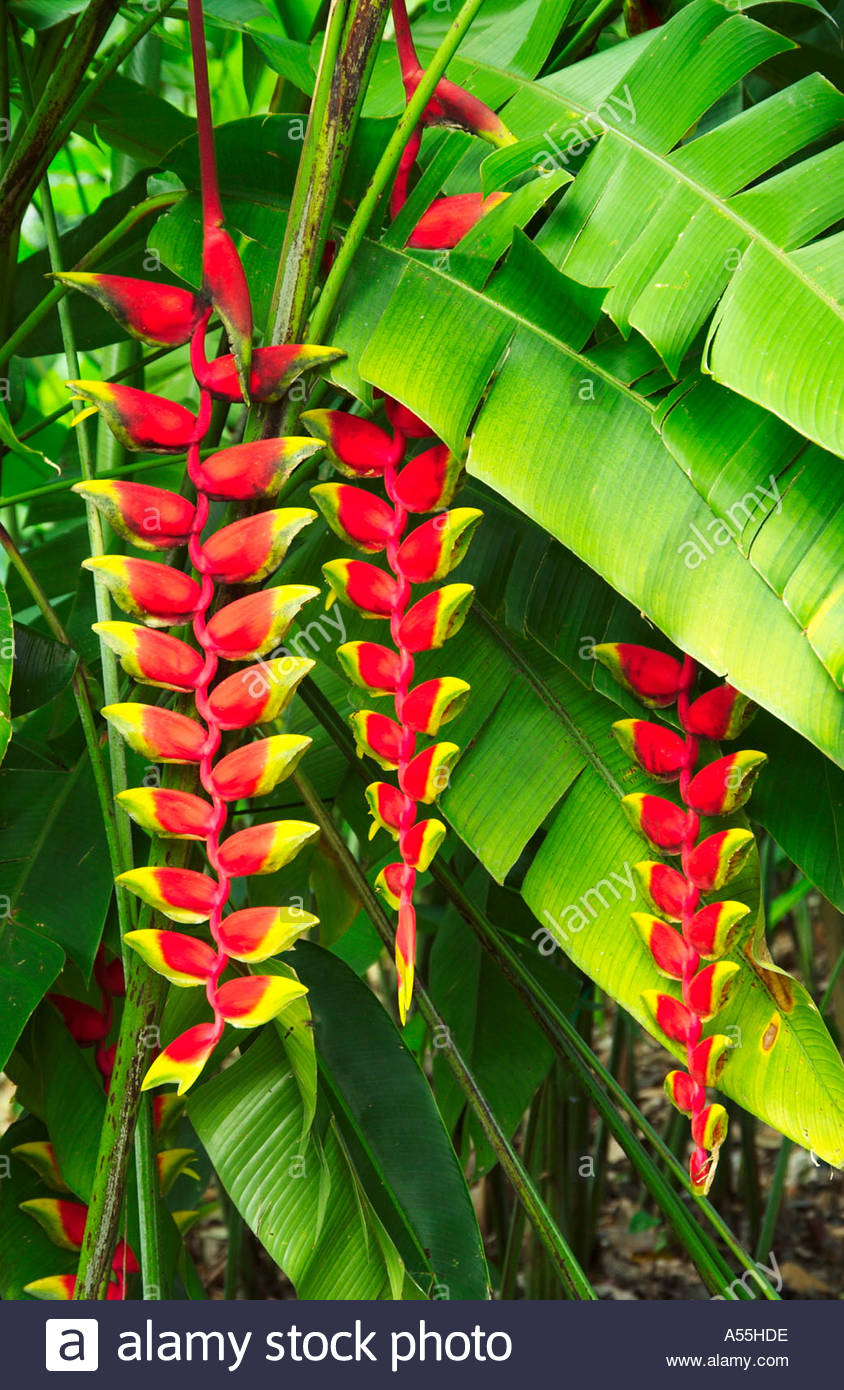 Heliconia rostrata in the Singapore Botanical Gardens.