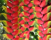 Heliconia Rostrata 1