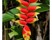 Heliconia Rostrata 3