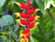 Heliconia Rostrata 4