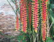 Hanging lobster claw (Heliconia rostrata) flower in the garden