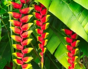 Heliconia rostrata in the Singapore Botanical Gardens.