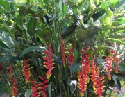 Heliconia Rostrata  1