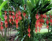 Heliconia Rostrata 1