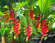 Heliconia Rostrata  2