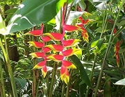 Heliconia Rostrata 2