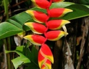 Heliconia Rostrata  5