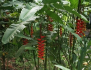 Heliconia Rostrata 6