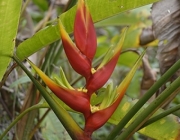 Heliconia Stricta 1