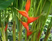 Heliconia Stricta 2