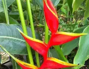 Heliconia Stricta 3