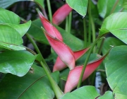 Heliconia Stricta 5