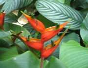 Heliconia Stricta 6