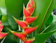 Heliconia Wagneriana 1